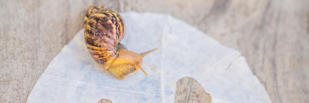 Sheet mask with snail mucus on wooden background. BANNER, LONG FORMAT