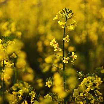 Rapeseed field at sunset. Beautiful yellow nature background for spring and spring time. Concept for agriculture and industry. (Brassica napus)