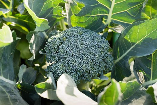 High angle view of broccoli plant on sunny morning (selective focus)