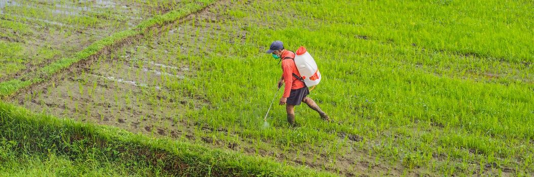 Farmer spraying pesticide to rice by insecticide sprayer with a proper protection in the paddy field. BANNER, LONG FORMAT