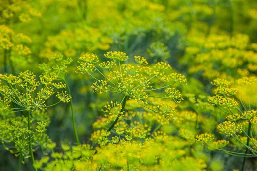 Yellow flower of green dill fennel in garden as natural summer background.