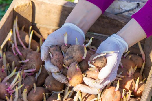 Manual planting of potato tubers in the ground. Early spring preparation for the garden season. selective focus