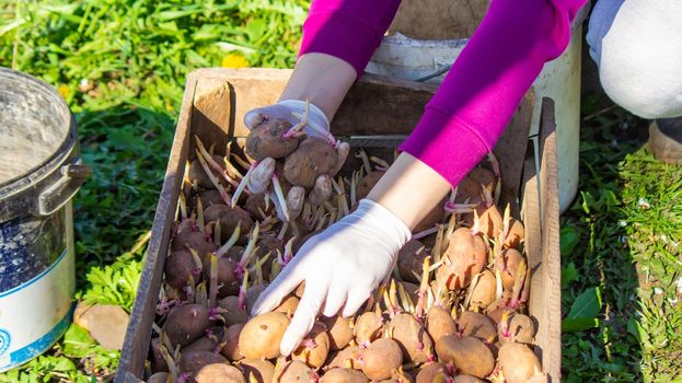 Manual planting of potato tubers in the ground. Early spring preparation for the garden season. selective focus