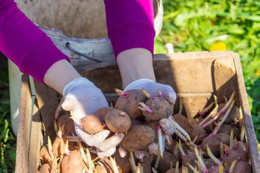 Manual planting of potato tubers in the ground. Early spring preparation for the garden season. selective focus