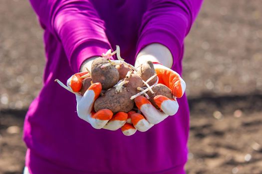Manual planting of potato tubers in the ground. Early spring preparation for the garden season. selective focus