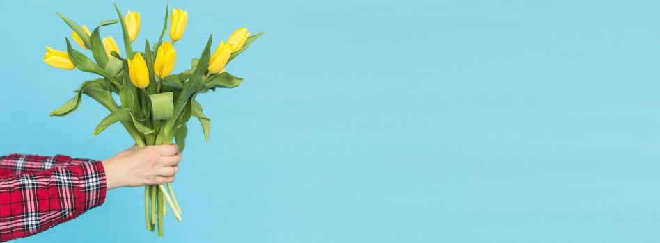 Bouquet of yellow tulips in women's hand on blue background