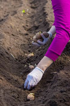 Manual planting of potato tubers in the ground. Early spring preparation for the garden season. selective focus