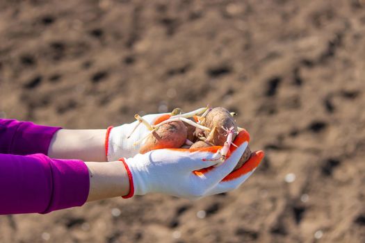 Manual planting of potato tubers in the ground. Early spring preparation for the garden season. selective focus