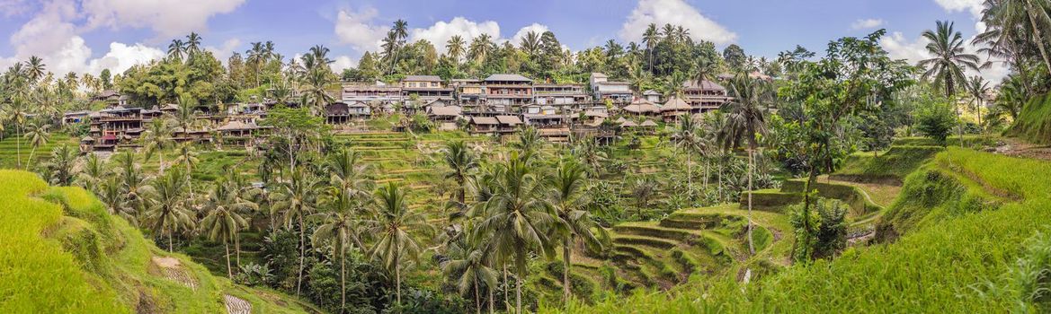 Panoramic view of the cascading rice terraces.