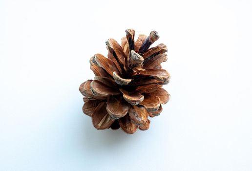 Time-lapse of opening pine cone 5x1 in PNG format with ALPHA transparency channel isolated on white background