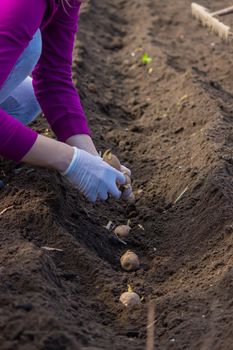 Manual planting of potato tubers in the ground. Early spring preparation for the garden season. selective focus