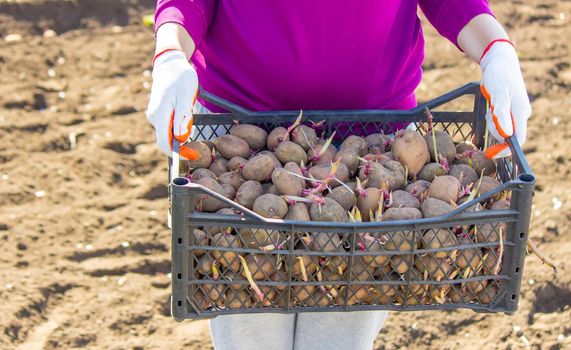 Manual planting of potato tubers in the ground. Early spring preparation for the garden season. selective focus