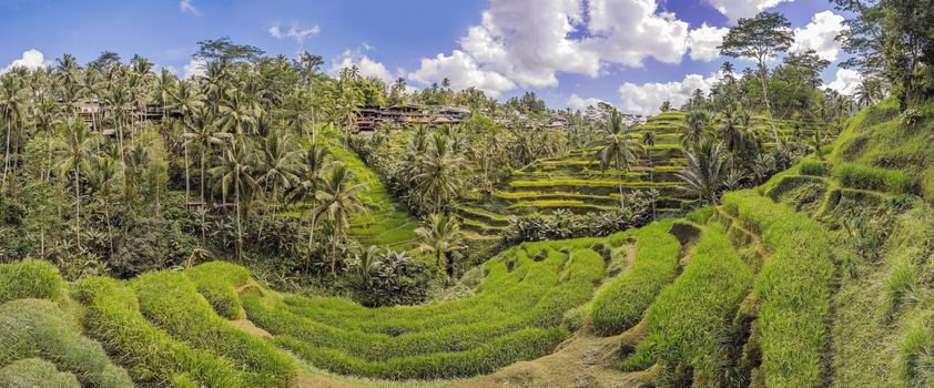 Panoramic view of the cascading rice terraces.