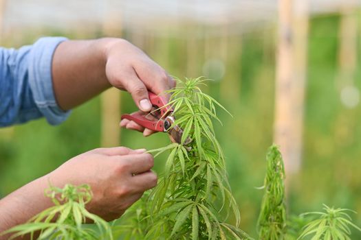 Farmer is pruning marijuana plant in greenhouse. Alternative herbal medicine, health, hemp industry concept.