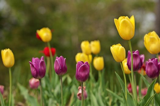 Multi Colored Tulips With Shallow Depth of Field and Creamy Bokeh Background. High quality photo