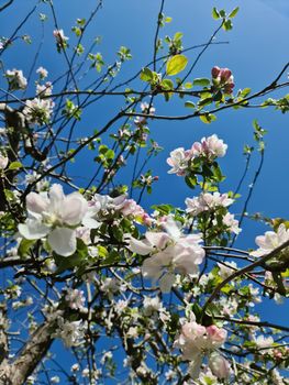 Beautiful cherry and apple trees in blossom during springtime with colorful flowers.