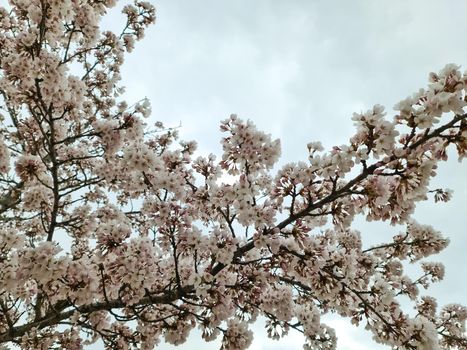 Beautiful cherry and apple trees in blossom during springtime with colorful flowers.