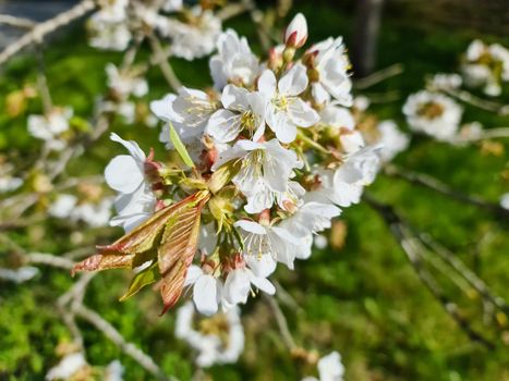 Beautiful cherry and apple trees in blossom during springtime with colorful flowers.