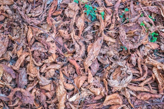 Colorful old autumn leaves. natural background. Leaves on the background. Old brown leaves.