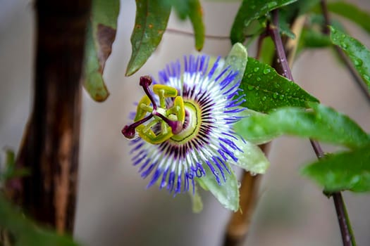 A close up of the passion flower after rain, a special flower that blooms for a few days. Passiflora