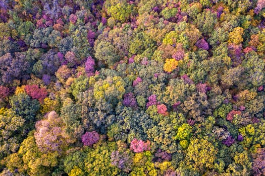 Autumn colorful forest. Aerial view from a drone over colorful autumn leaves in the forest.