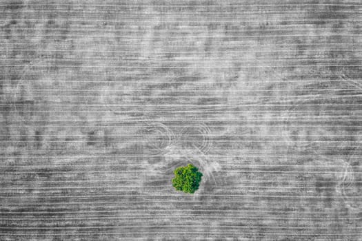 aerial view of a lonely green tree in the agricultural field in black and white after harvest. Selective color