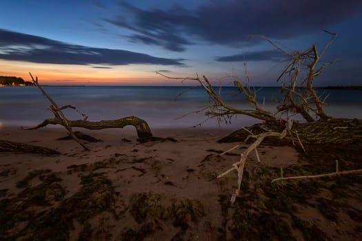 tree branches and roots on the beach. Mystic view