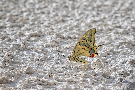 Colorful butterfly sitting on the white wall, blurred background with copy space