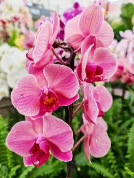 Beautiful pink orchid flowers close up