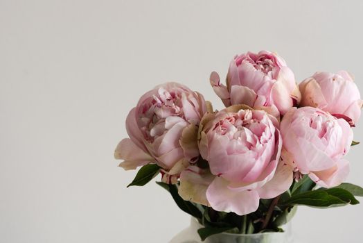 Close up of pink peonies in glass jar against neutral background with copy space to left (selective focus)