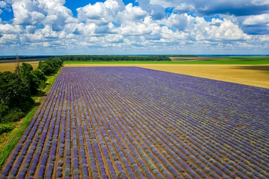 Stunning aerial view from drone of a lavender field in rows.