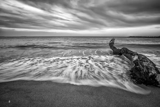 Seascape. Idyllic sunset view with the old tree at the beach in black and white