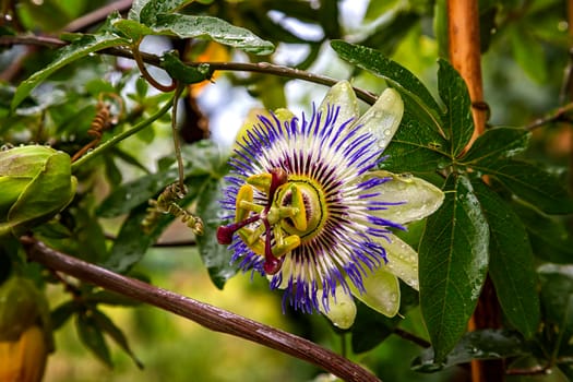 A close up of the passion flower after rain, a special flower that blooms for a few days. Passiflora