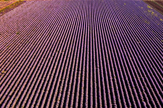 Aerial view from drone of an amazing lavender field in rows.