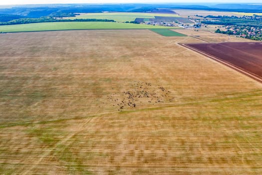 Aerial  view from drone at country fields with livestock grazing after harvest.