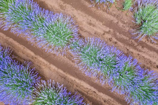 Amazing aerial view from a drone to a blooming lavender bunches.Top view.