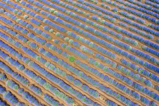 Beauty landscape of blooming lavender rows. Aerial view from drone. Nature background