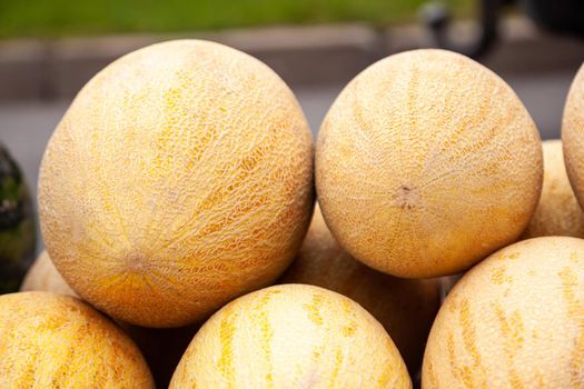 Fresh yellow melon. Many melons in the farmers market. Honey Melon.