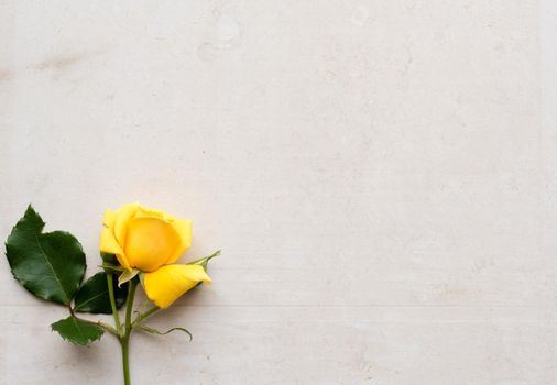 High angle view of yellow rose on neutral limestone background