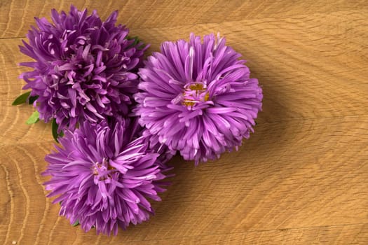 Blossoming three buds of aster on a wood board