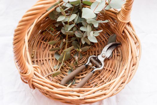 High angle view of round wicker basket with eucalyptus leaves and secateurs (selective focus)