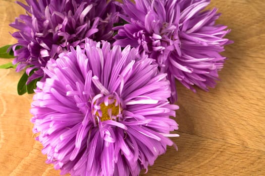 Blossoming three buds of aster on a wood board