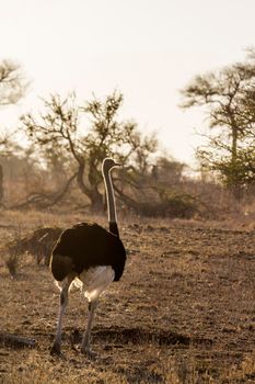 Specie Struthio camelus family of Struthionidae