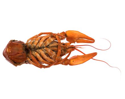 Red crayfish on white background isolated