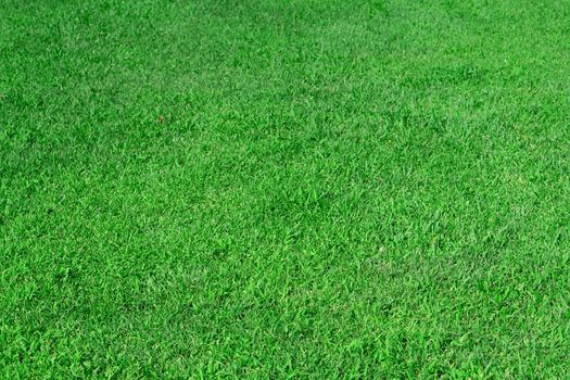 Green lawn grass in the park area, texture, background