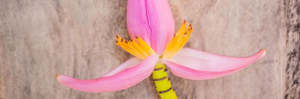 Banana blossom with banana leaves placed on an old wooden plates.top view.Banana blossom helps to nourish the blood. BANNER, LONG FORMAT