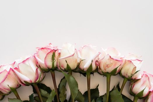 High angle view of pink and cream roses arranged in a row on a white table - nature background