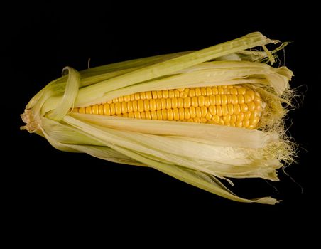 a swing of young corn in husks, on a black background, in isolation