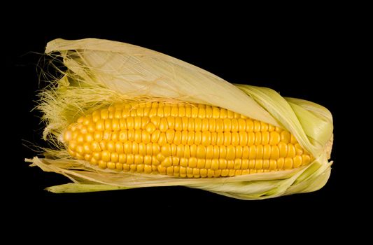a swing of young corn, half peeled from the husk on a black background