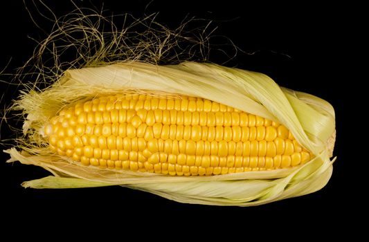 Ripe corn in a head of cabbage half peeled from a husk on a black background isolated